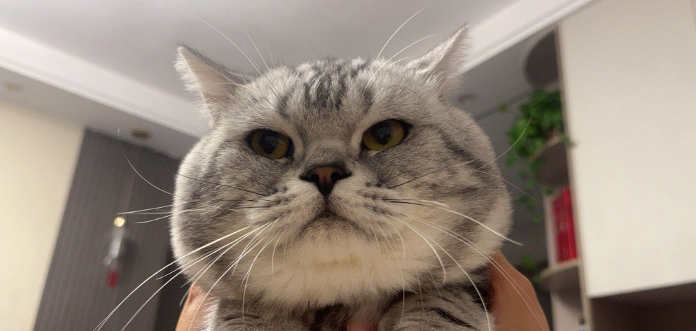 猫传腹用药期间猫咪精神不好正常吗