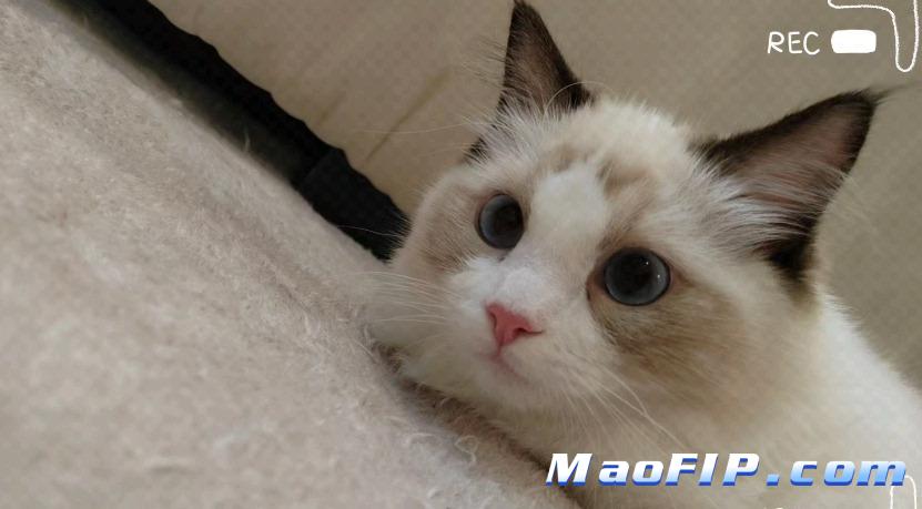 猫传腹复发的症状