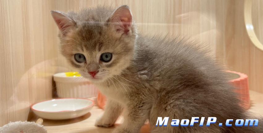 猫传腹湿性和干性哪个严重