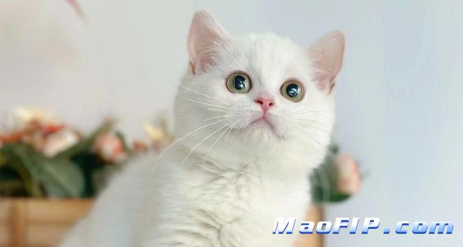 猫传腹(FIP)症状怎么引起的