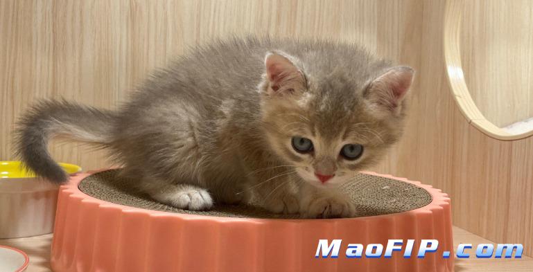 猫传腹人类会携带传染给猫吗