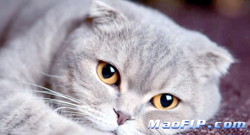 猫传染性腹膜炎治疗原则有哪些