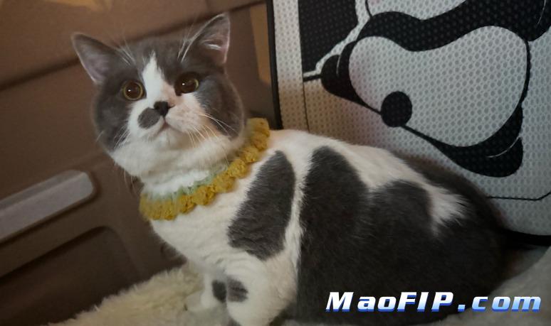 猫传腹吃什么药管用