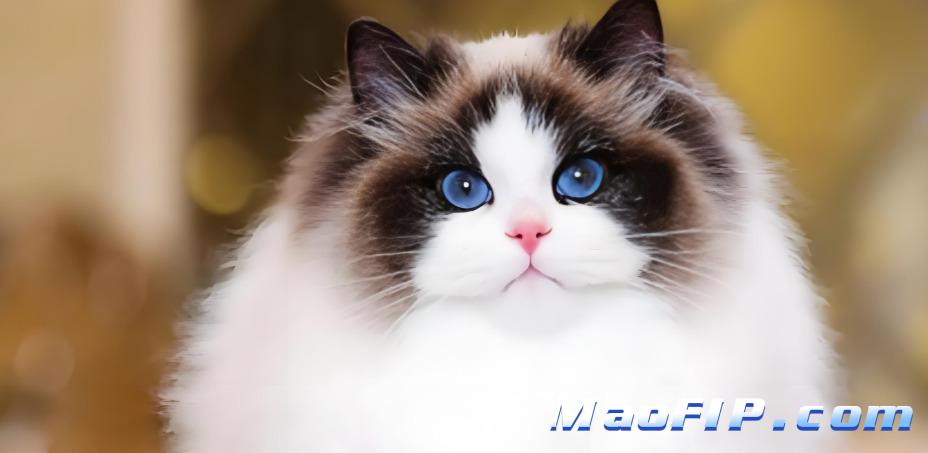 猫传腹二次复发依据