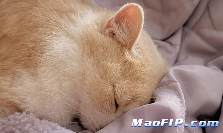 猫传腹用药过程中状态反复正常吗