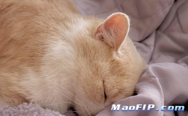 猫传腹最明显的症状猫应激