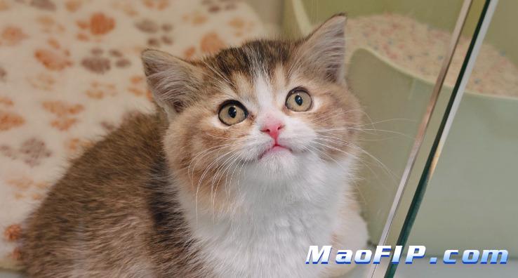 猫传腹用GS441治疗效果如何