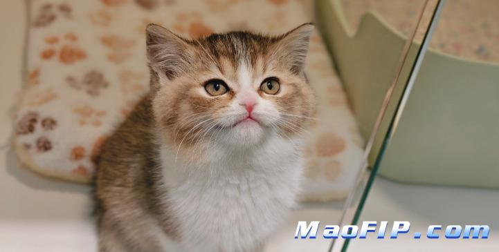 猫咪得了传染性腹膜炎有哪些症状