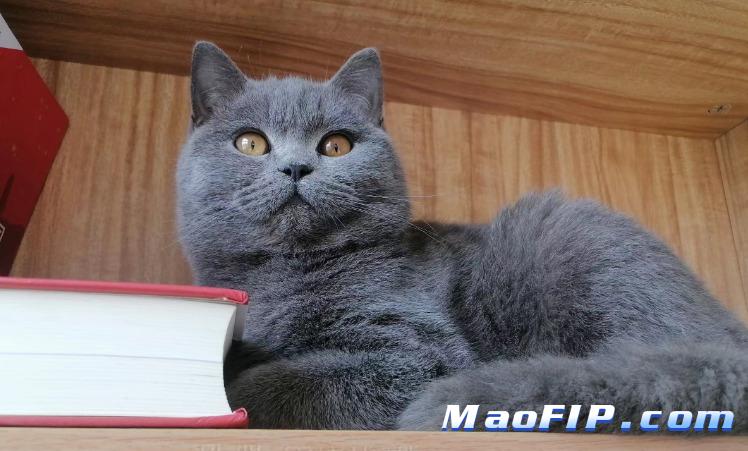 猫传染性腹膜炎(FIP)最简单的方法