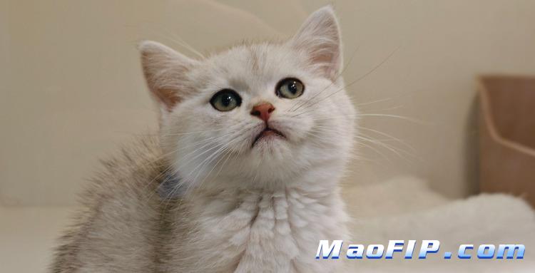 猫传腹是不是繁育猫容易得