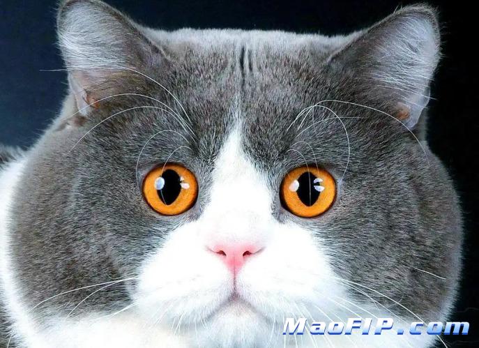 猫传腹(FIP)GS-441524在哪买