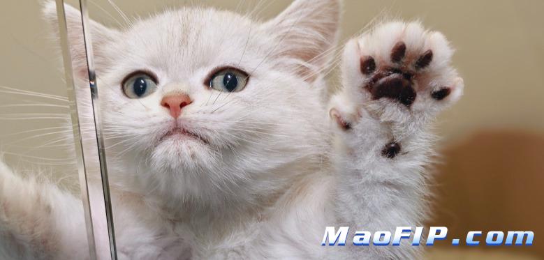 猫传腹验血会显示什么