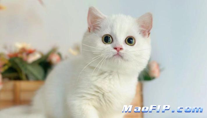 猫传腹复发了怎么办