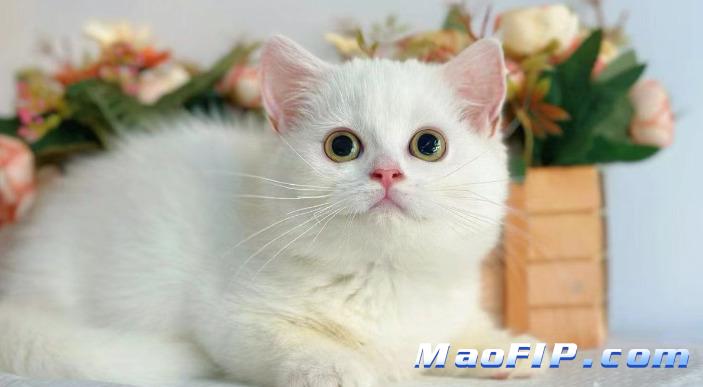 猫传腹适合吃蛋黄吗