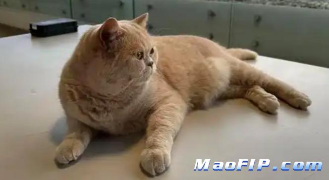 猫传腹用药是不是一定能治好