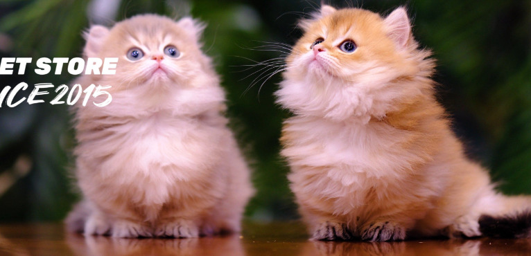 猫咪传腹诊断方法有哪些