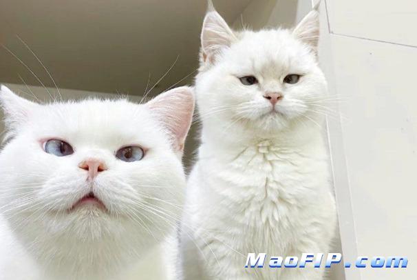 干性猫传腹能治好吗大概多少钱