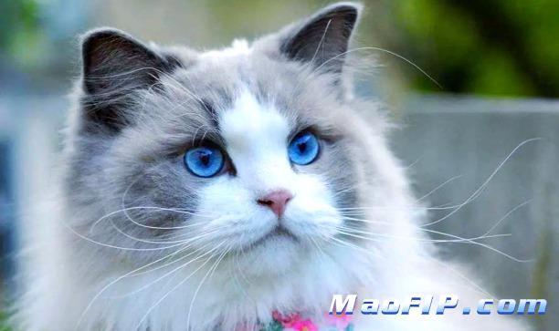 猫传染性腹膜炎(FIP)复发率