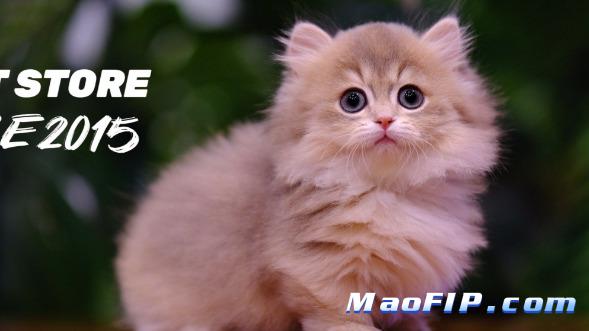 猫传腹最容易被忽视的症状有哪些