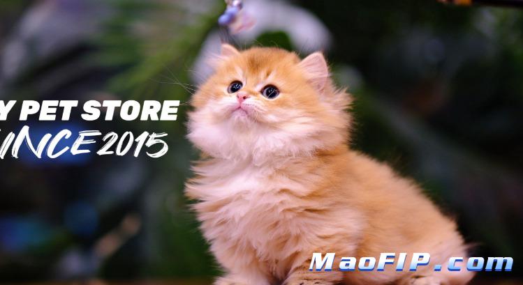 猫传腹痊愈会影响寿命吗