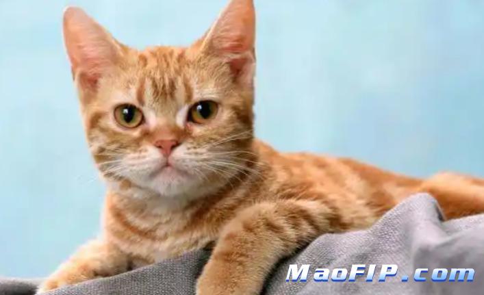 猫咪日常陪伴能减少传腹发生吗