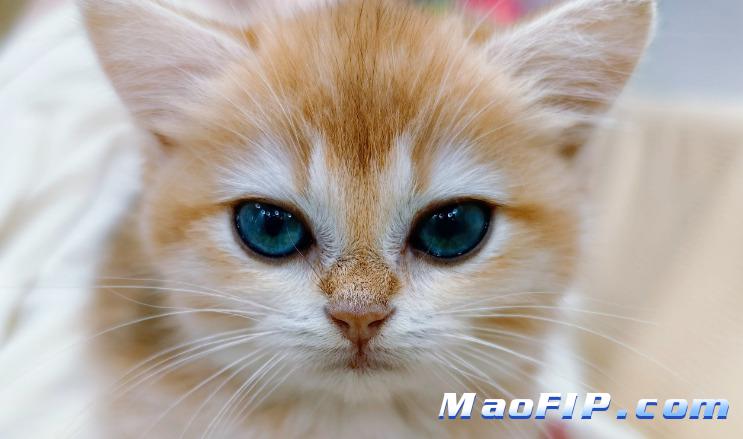 猫传腹会影响发育吗