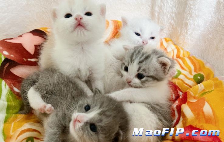 怎么防止猫得猫传腹