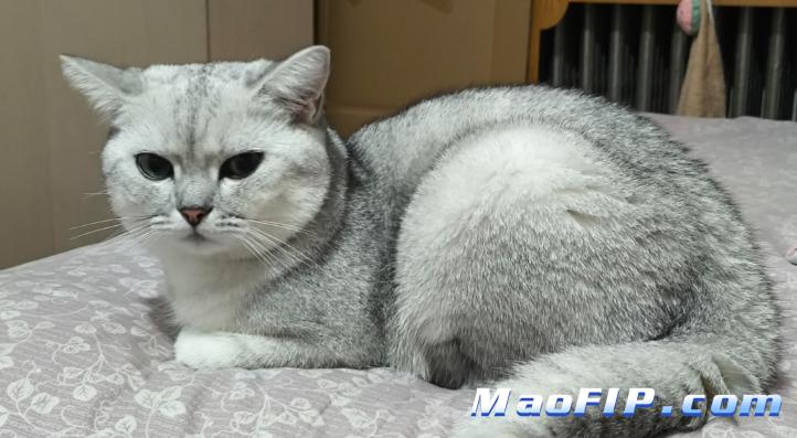 猫传腹病猫需要补充营养吗