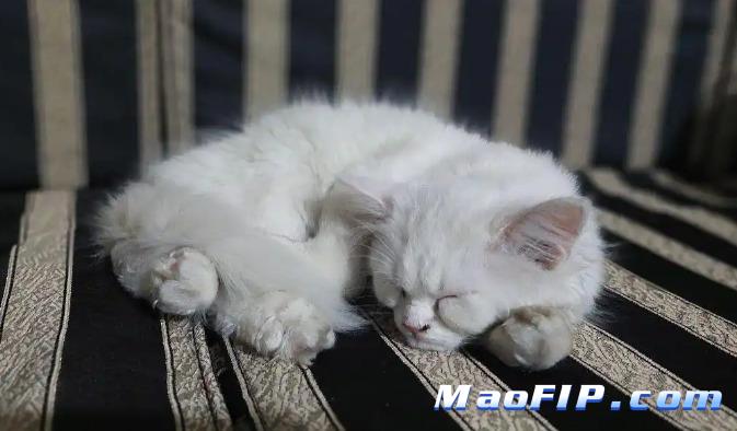猫传腹多久会出现症状