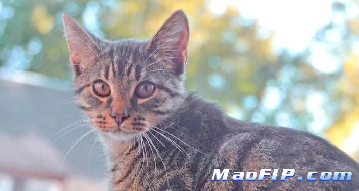 猫传腹好了会有后遗症吗