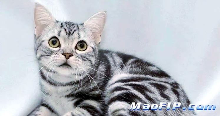 猫传腹针剂GS-441524