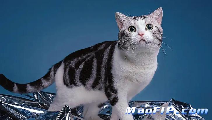 猫咪状态不好但检查不典型是传腹吗