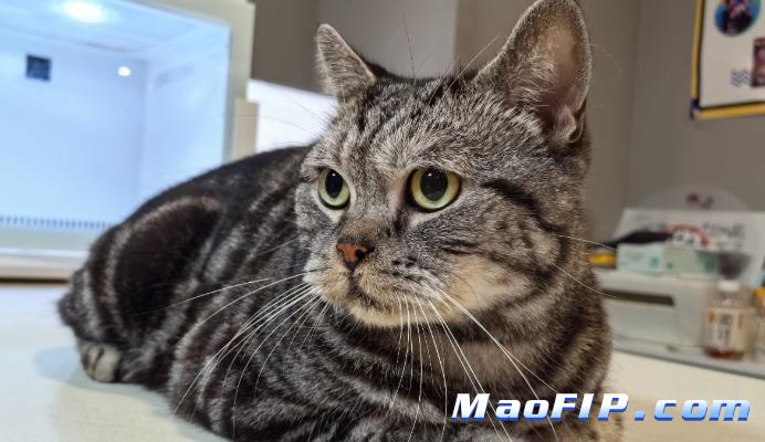 猫传染性腹膜炎的长期治疗效果