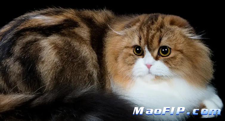 猫传腹是什么病怎么治疗