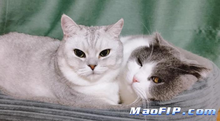 猫咪频繁看病会不会更应激