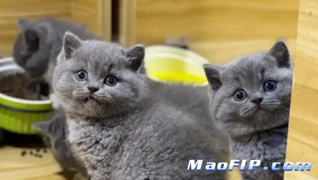 猫传腹的后遗症有什么