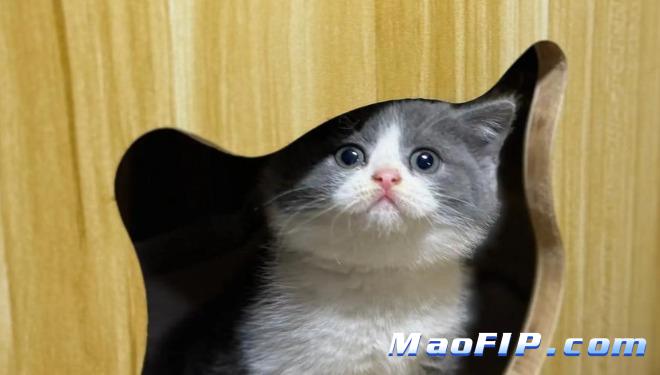 猫咪长期没精神一定是传腹吗