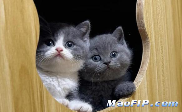 猫传腹是冠状病毒吗