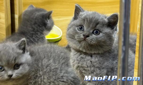 猫传染性腹膜炎好治吗