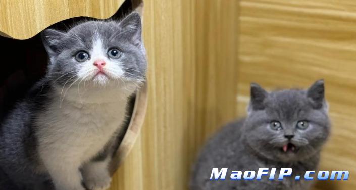 441猫传腹针剂需要冷藏吗