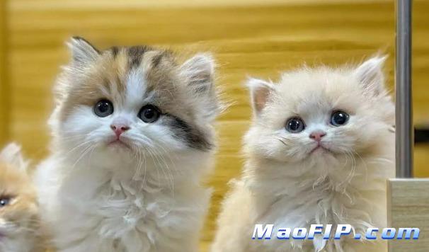 猫传腹(FIP)治愈要多少钱