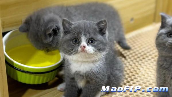 猫传腹(FIP)至少治疗多久