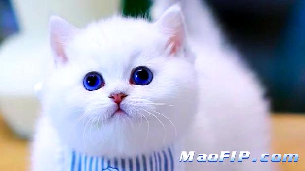 猫传腹能用抗生素治疗吗