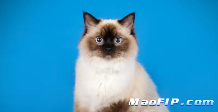 猫得猫传腹的概率是多少