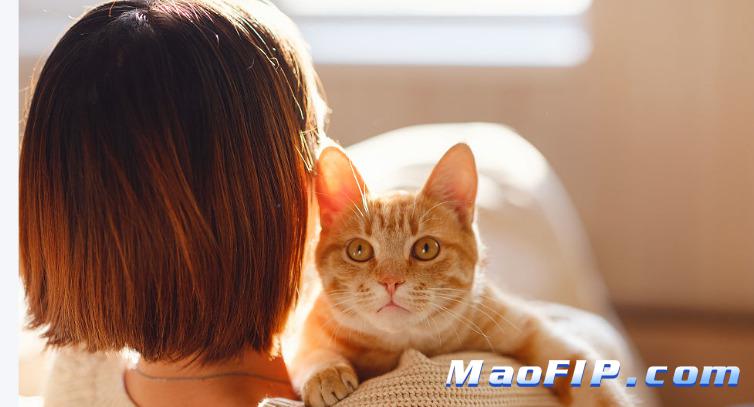 猫传腹初期会不会只是没精神