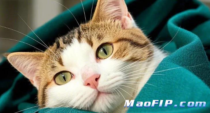 猫传腹特效药411治愈率