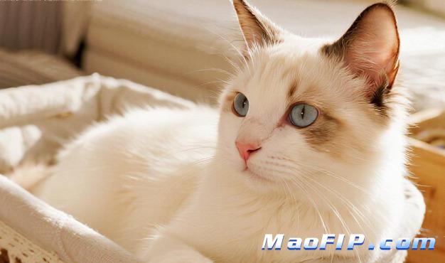 猫咪频繁搬家会增加传腹风险吗