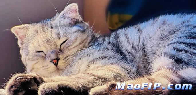 如何判断猫得了猫传腹