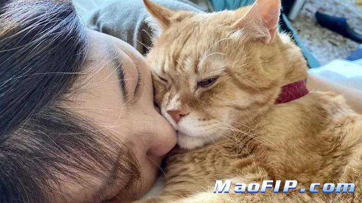 什么是猫传腹的症状