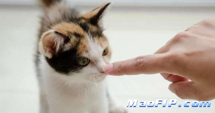 猫传腹用药成功的猫后续要注意什么